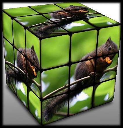 Squirrel-Cube